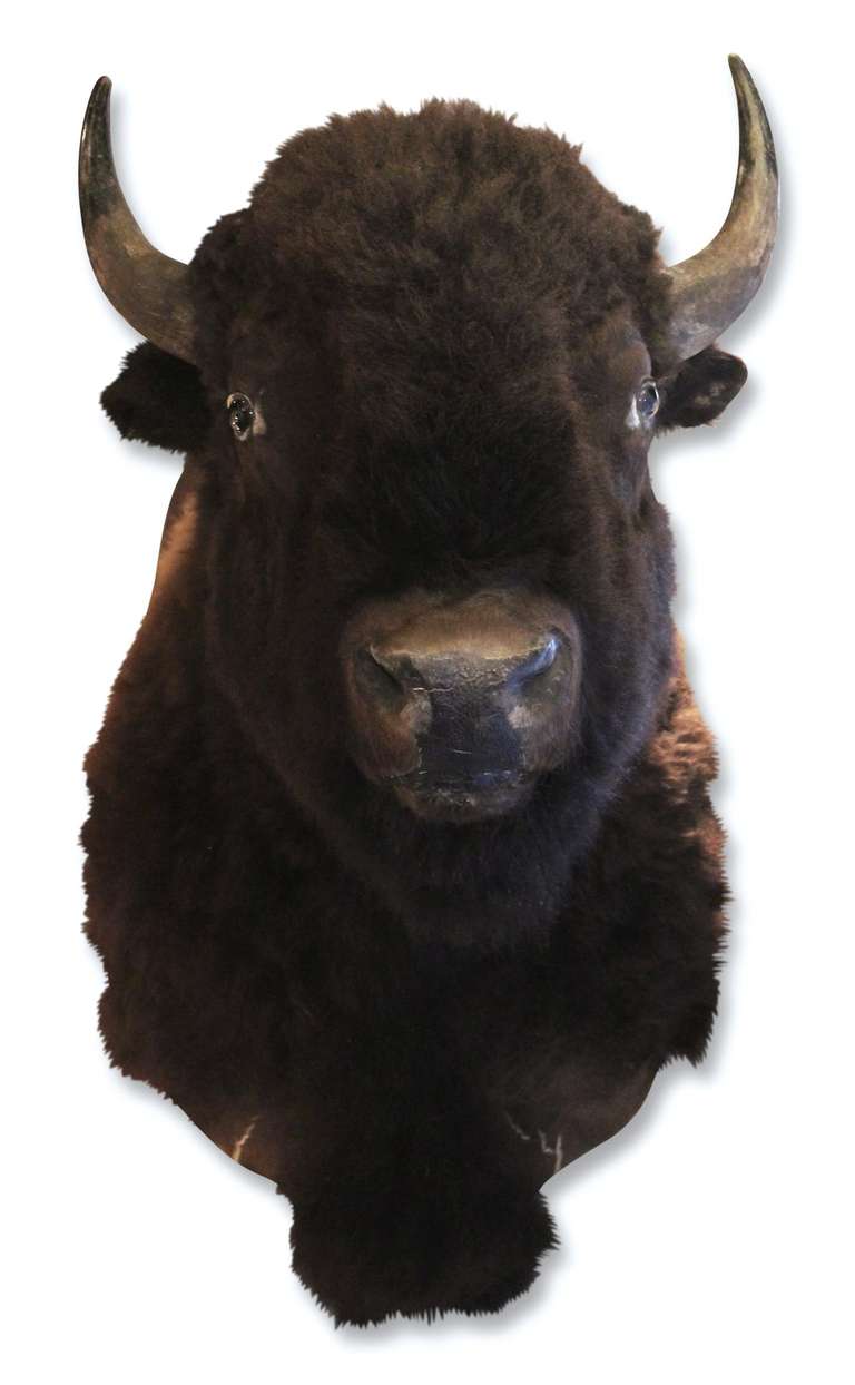 North American Bison Taxidermy Mount