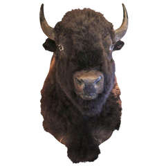 North American Bison Taxidermy Mount