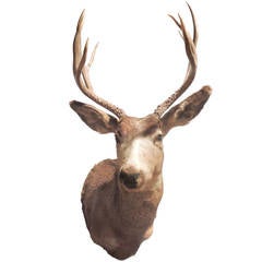 Trophy Mule Deer