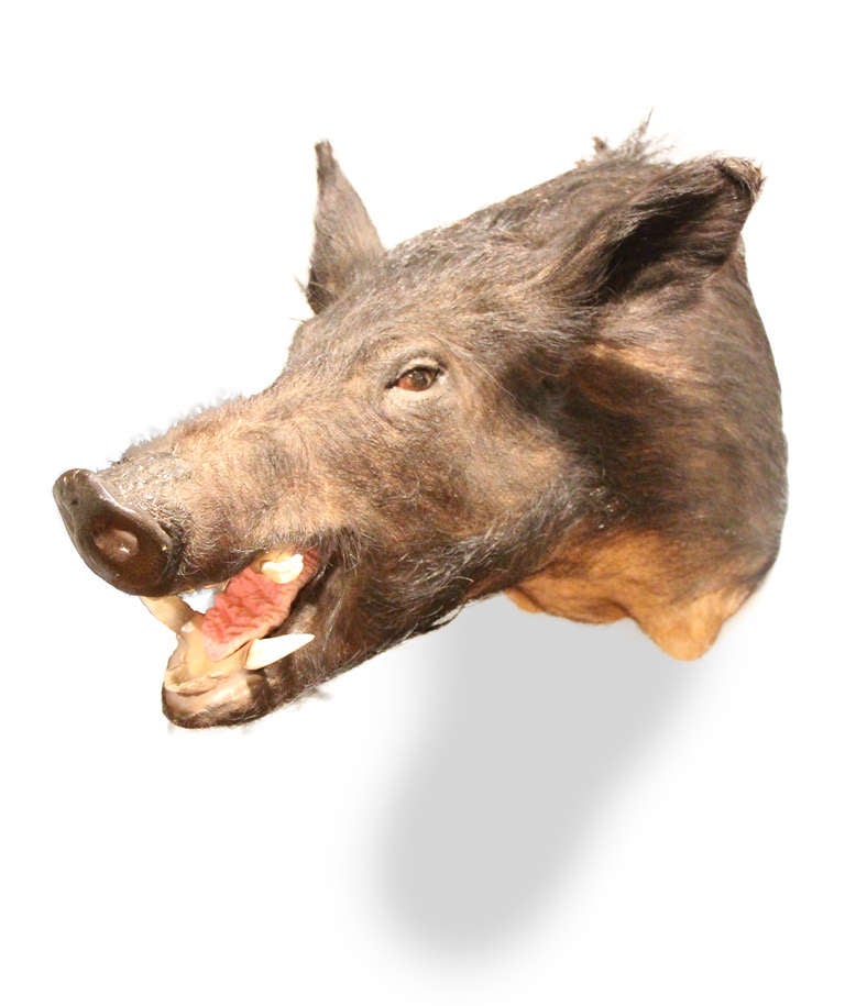 Wild Boar Wall Mount