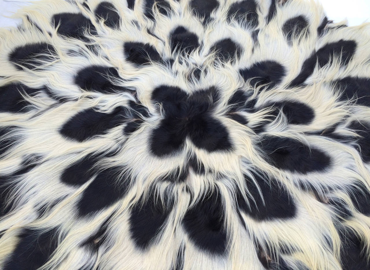 A rare Colobus monkey fur circular rug. Authentic non-endangered species item pieced in a radiating circular pattern. Rarely seen item in excellent condition with a few separated back seams that do not diminish nor detract. 104