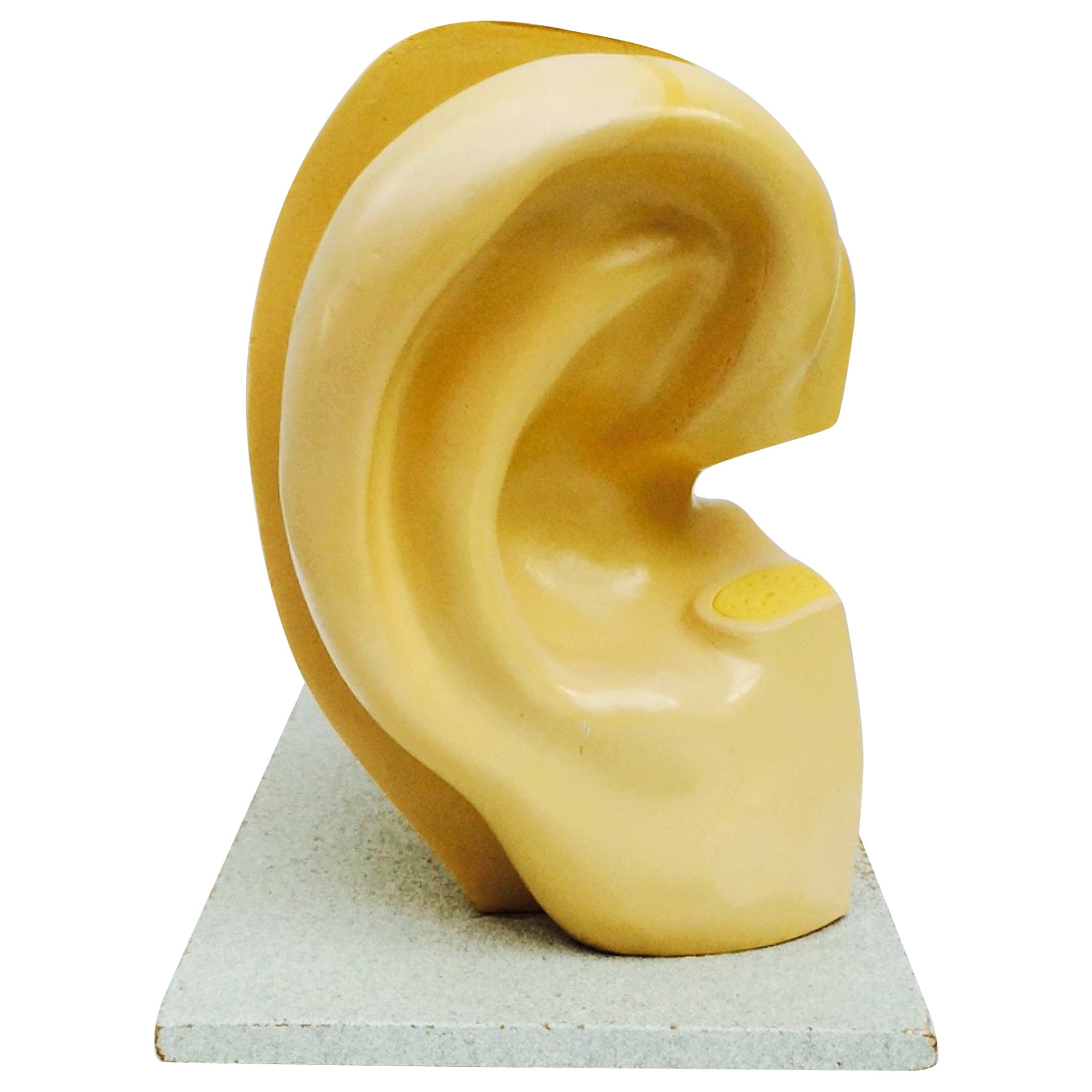 Medical Model of the Human Ear, A.J. Nystrom 
Co., circa 1950
