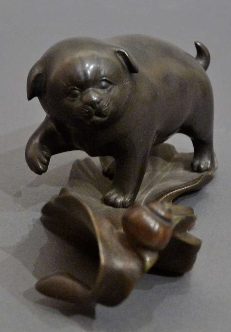 This charming bronze group depicts an adorable puppy, perhaps a jindo, a breed of dog native to Japan. The dog sits atop a large, tropical leaf, with a snail perched at the other end.

Measurements: 2 1/4" (5.5 cm High; 5 1/2" (14 cm)