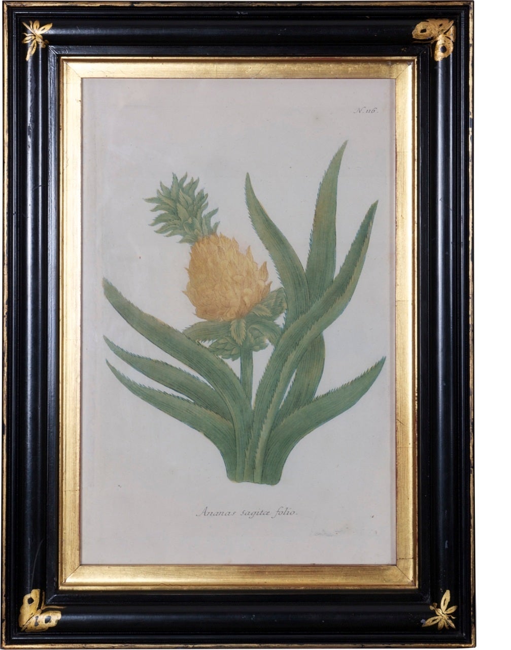 The set of 12 mezzotints of fruit and flowers part printed in color and finished by hand, all with margins, in black and gilt frames.

The plates generally in very good condition including studies of ananas, papaver, rotunda, masura and