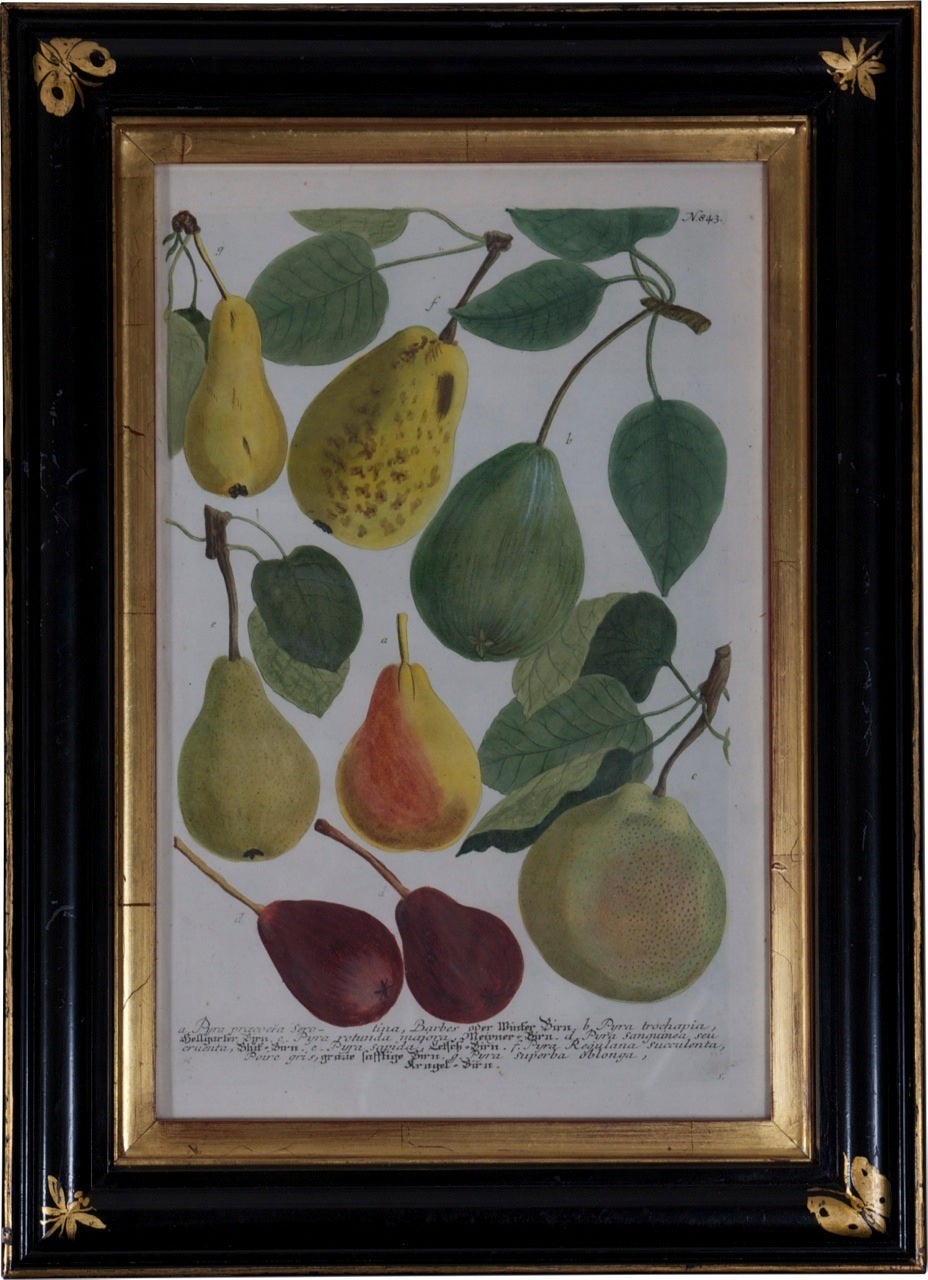 Set of 12 Botanical Mezzotints, Johann Wilhelm Weinmann, Published 1745 2