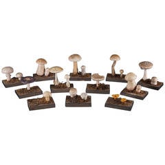 Antique Collection of 12 Mushrooms, Czechoslovakia circa 1920