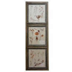 Framed Collection of Antique French Herbariums