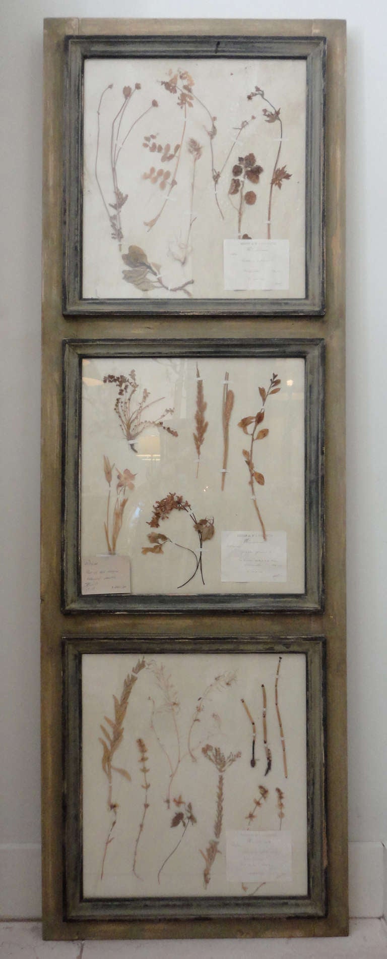 Framed Collection of Antique French Herbariums