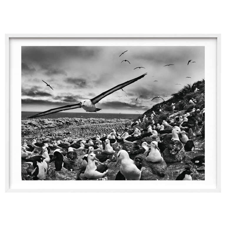 Salgado’s masterpiece: 
GENESIS — Earth eternal
A photographic homage to our planet in its natural state

Art Edition C (No. 201-300)
Black-browed albatrosses, Falkland Islands, 2009
Gelatin silver print
30 x 40 cm (12 x 16 in.)
(Frame not