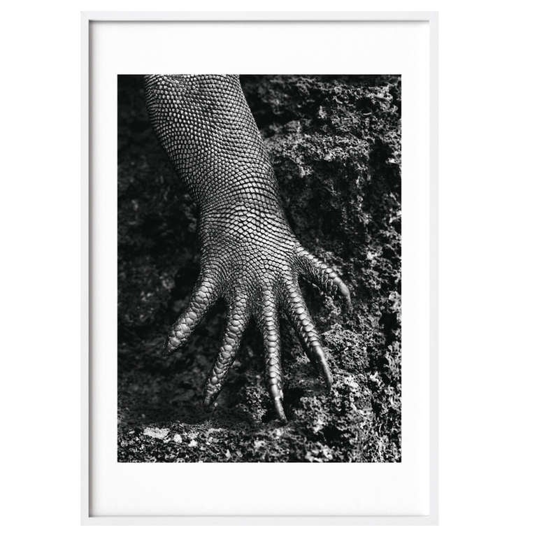 Salgado’s masterpiece: 
GENESIS — Earth eternal
A photographic homage to our planet in its natural state

Art Edition D (No. 301-400)
Marine iguana, Galápagos, Ecuador, 2004
Gelatin silver print
40 x 30 cm (16 x 12 in.)
(Frame not