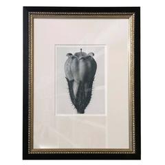 Framed Original Photogravure of Karl Blossfeldt’s Archetypes of Art Series 9