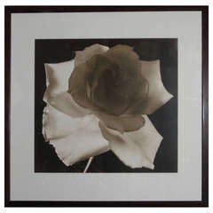 Large 20th c. Floral Photographic Print by Frederic Ohringer 11