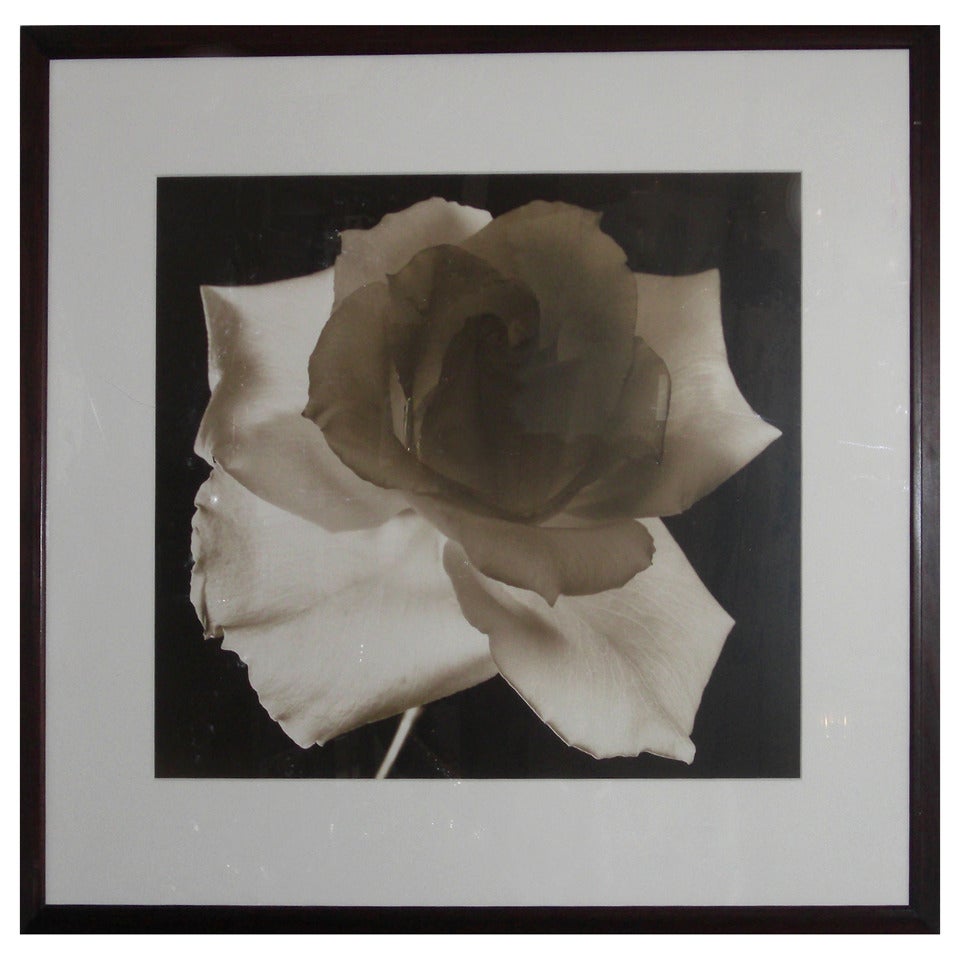 Large 20th c. Floral Photographic Print by Frederic Ohringer For Sale