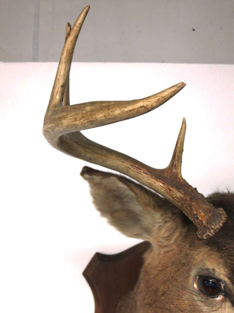 20th Century Eight Point Mounted Buck Taxidermy