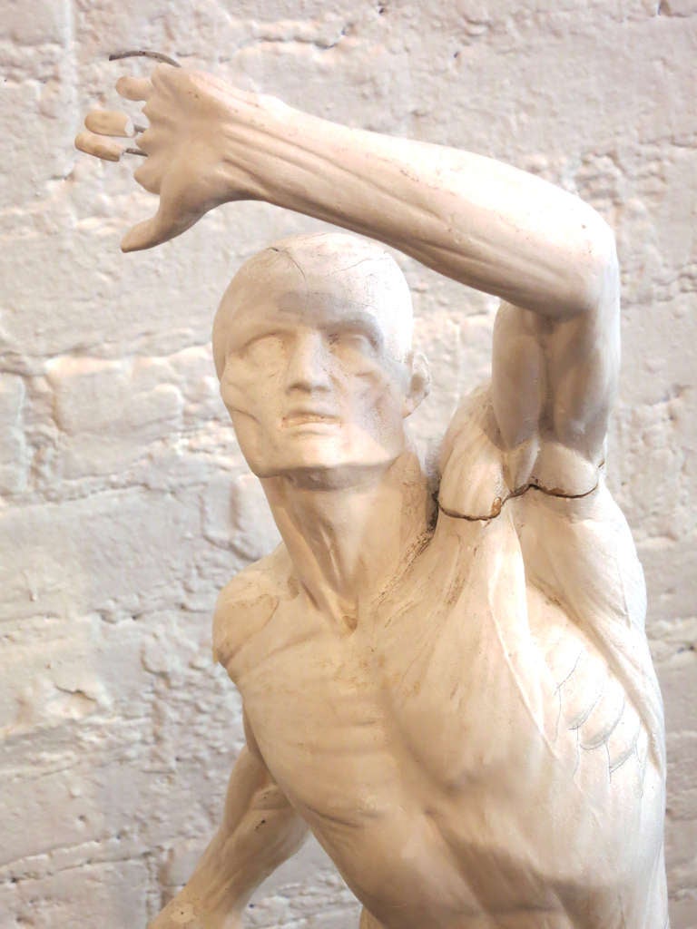 French Plaster Anatomical Figure at 1stdibs