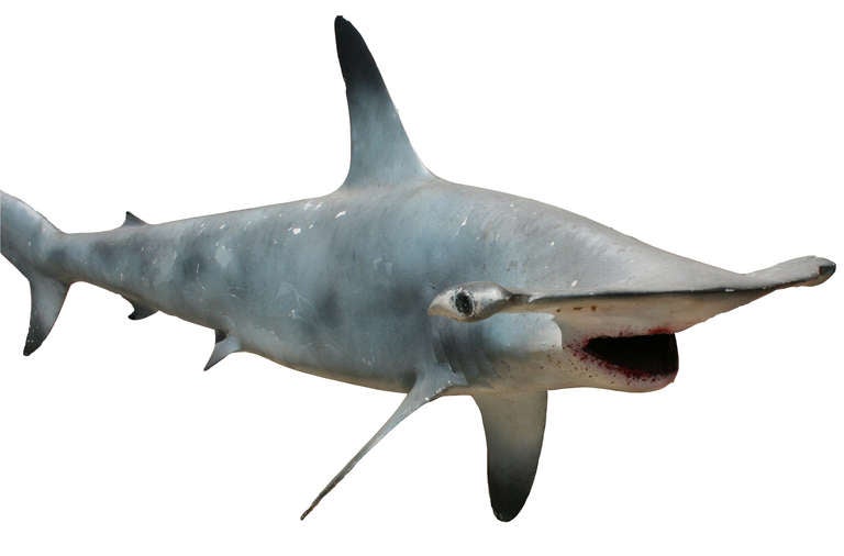 Unique life-size mounted plaster hammehead shark.