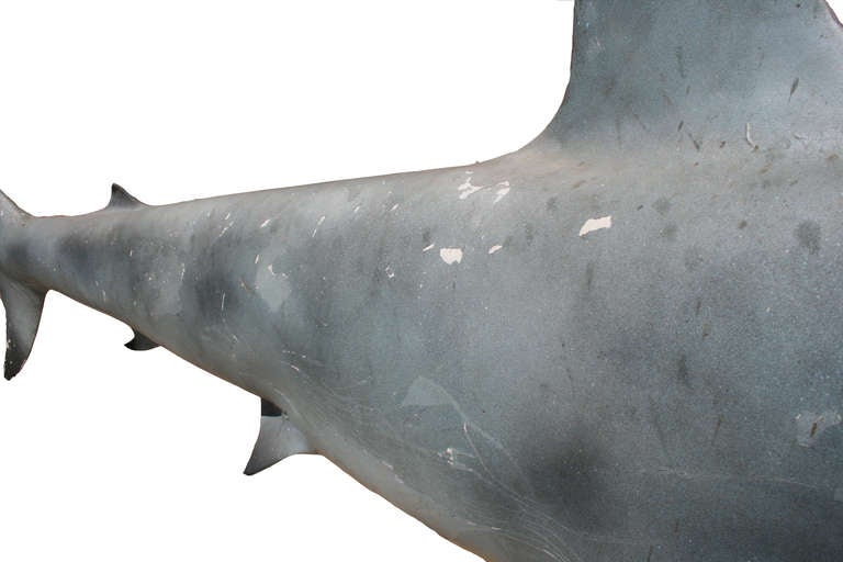 American 1920s Plaster Hammerhead Shark
