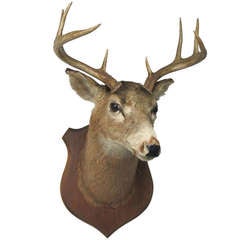 Eight Point Mounted Buck Taxidermy