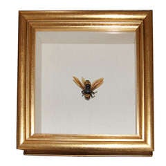 Vintage French Killer Bee Shadow Box