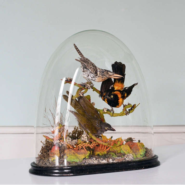 A collection of stuffed and preserved birds in a naturalistic setting, within glass dome on ebonised base.

Available to view at Brunswick House, London.