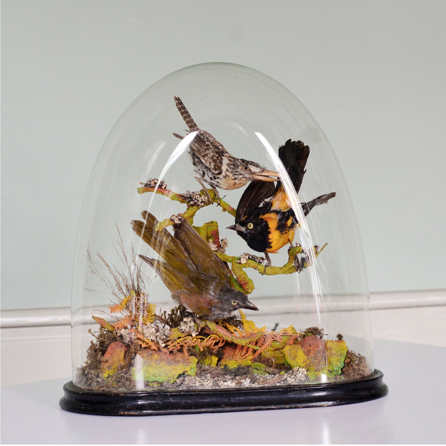 Domed Taxidermy Birds