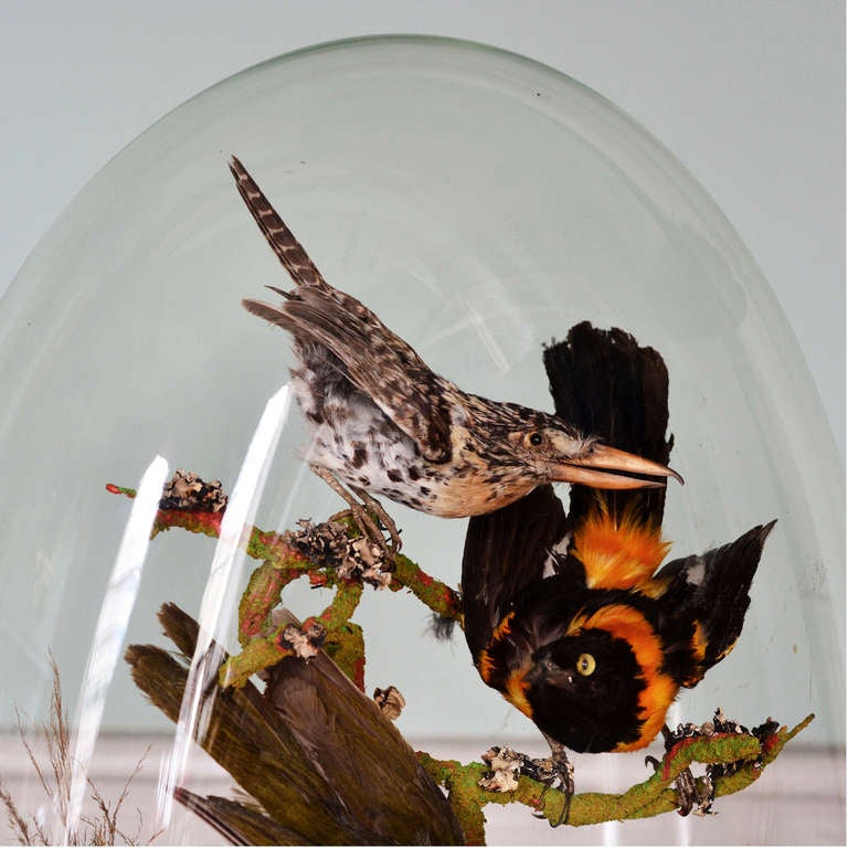 Domed Taxidermy Birds In Excellent Condition In London, GB