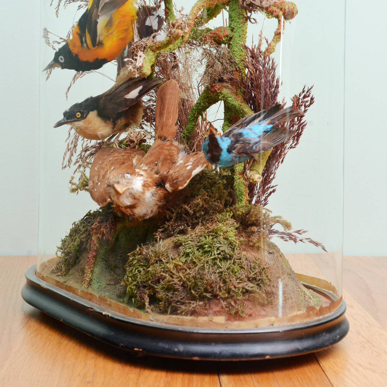 Cased Exotic Birds In Excellent Condition In London, GB