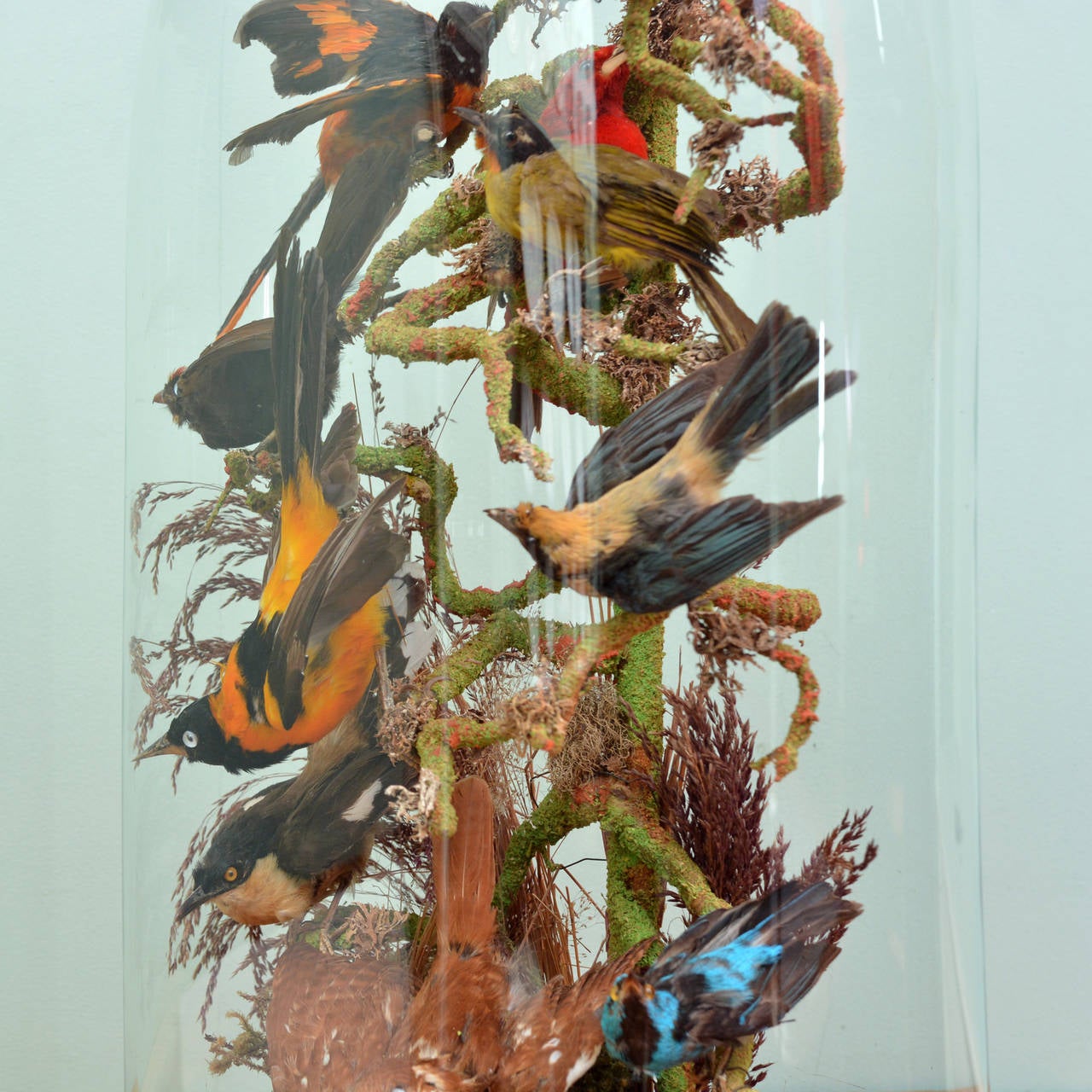 Cased Exotic Birds 2
