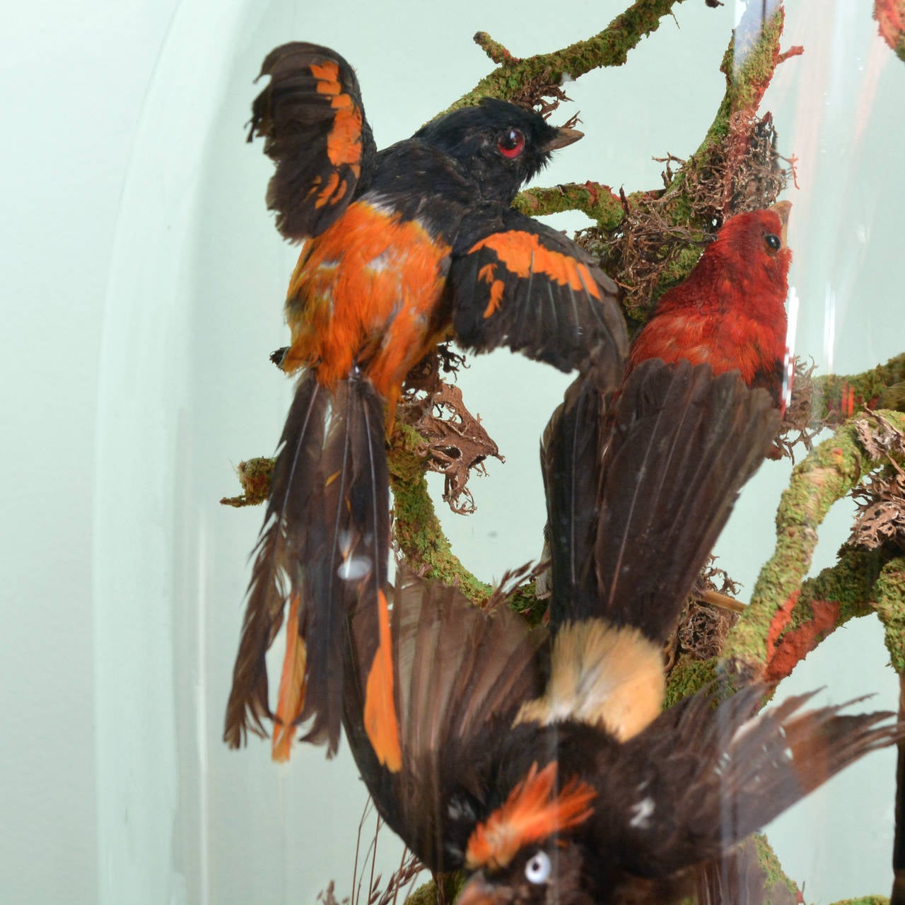 Cased Exotic Birds 1