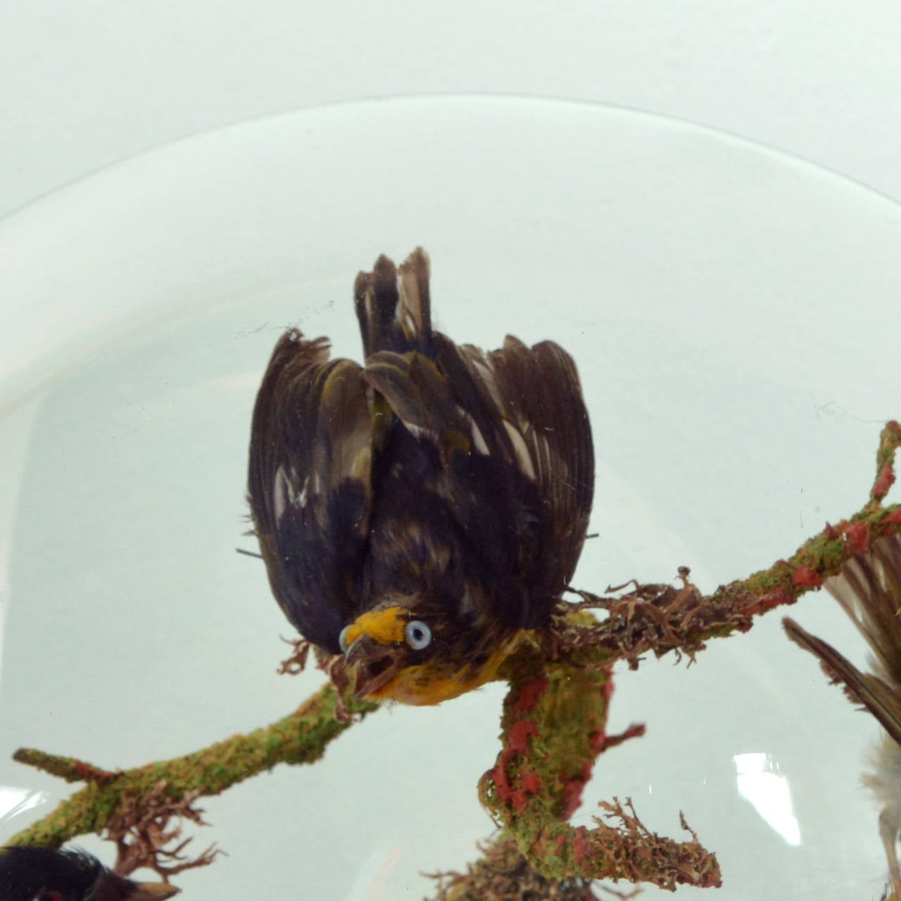 20th Century Cased Exotic Birds