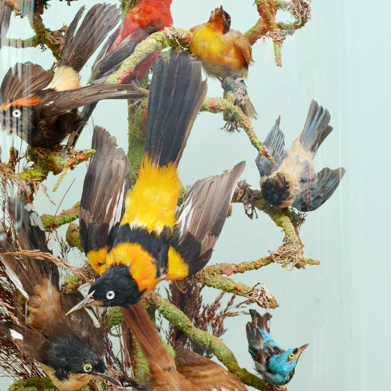 Cased Exotic Birds 3