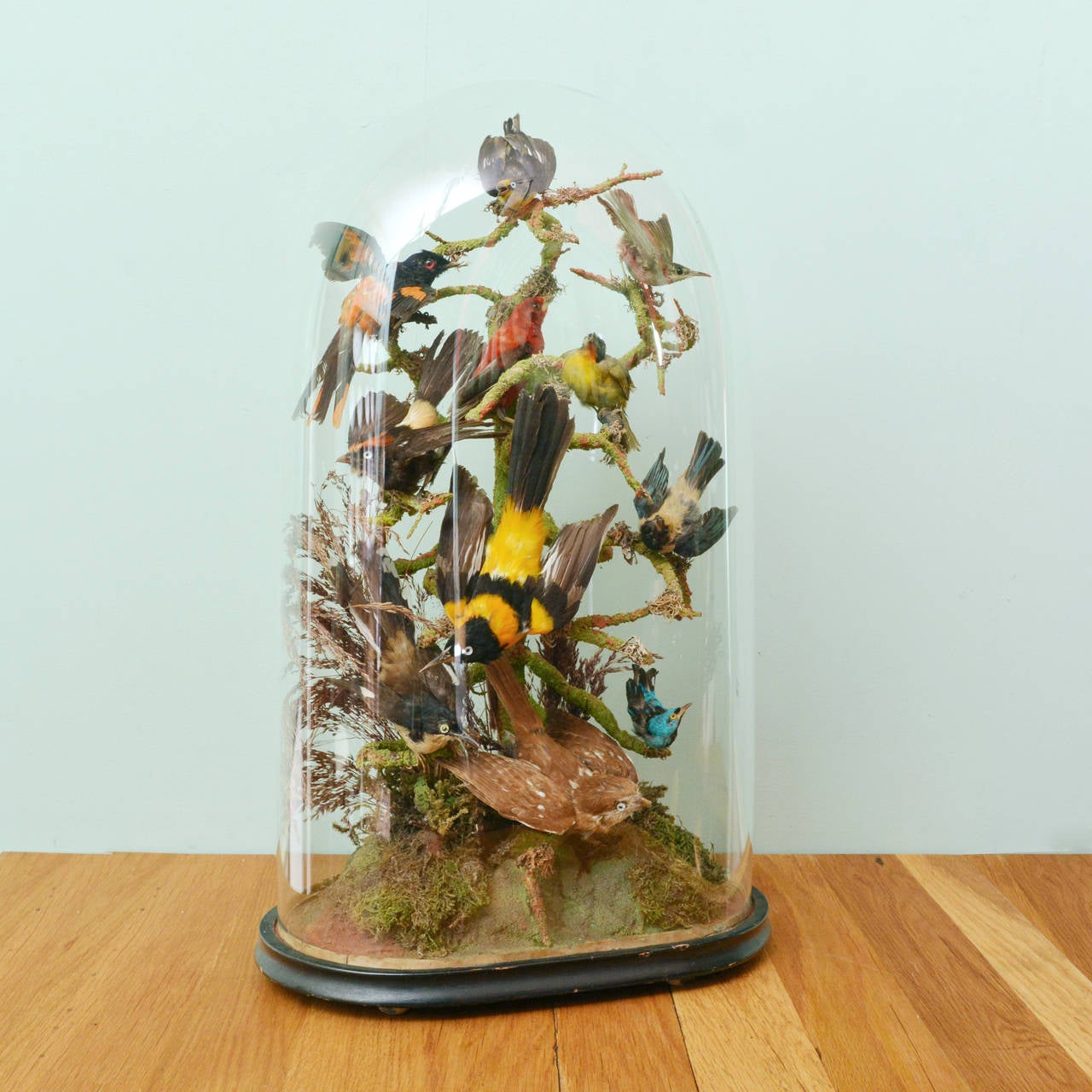 A domed case of taxidermy exotic birds, on ebonised base. 

Please note we cannot ship this item outside of the E.U.

Available to view at Brunswick House, London.

62vm high, 37cm wide, 20cm deep.