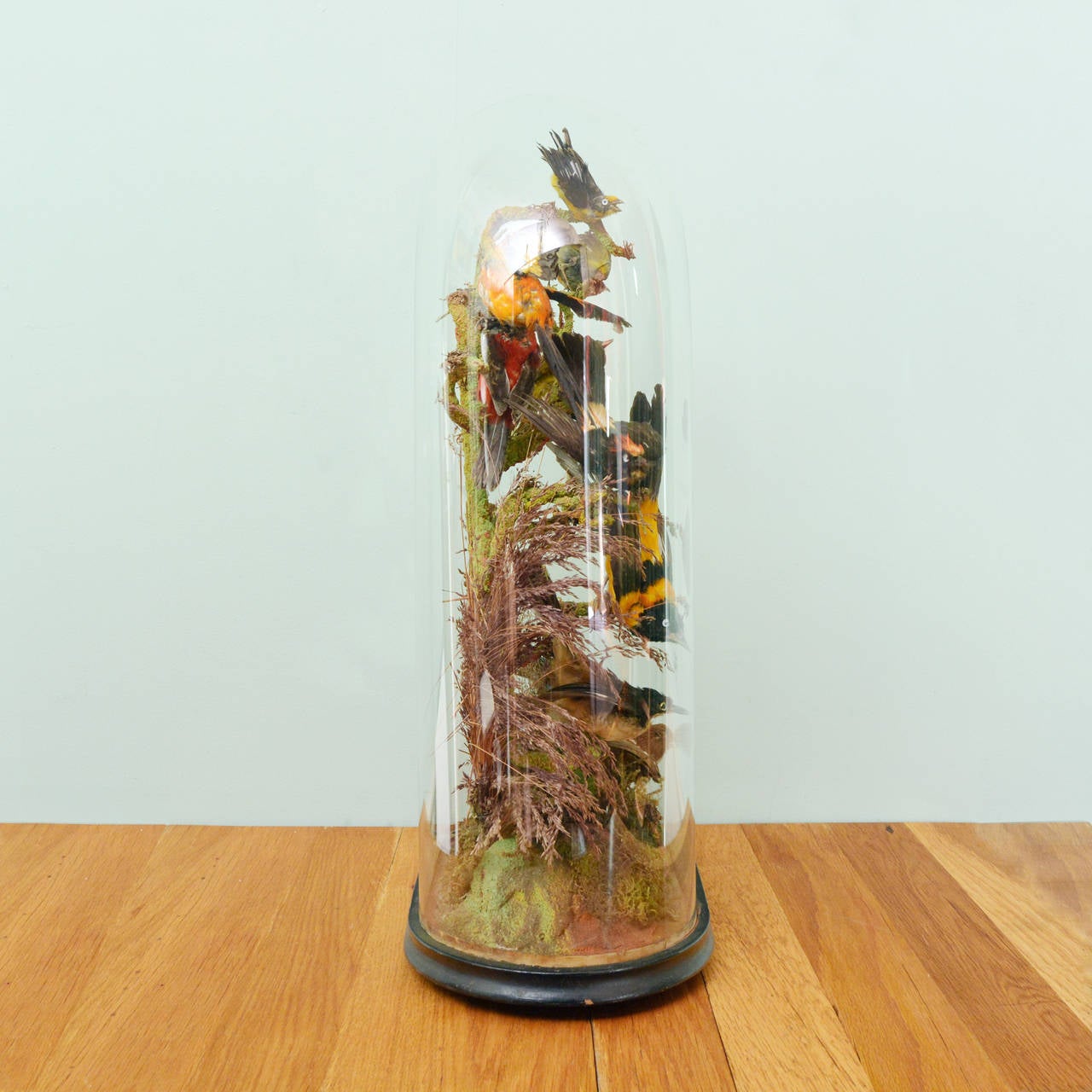 Cased Exotic Birds 4