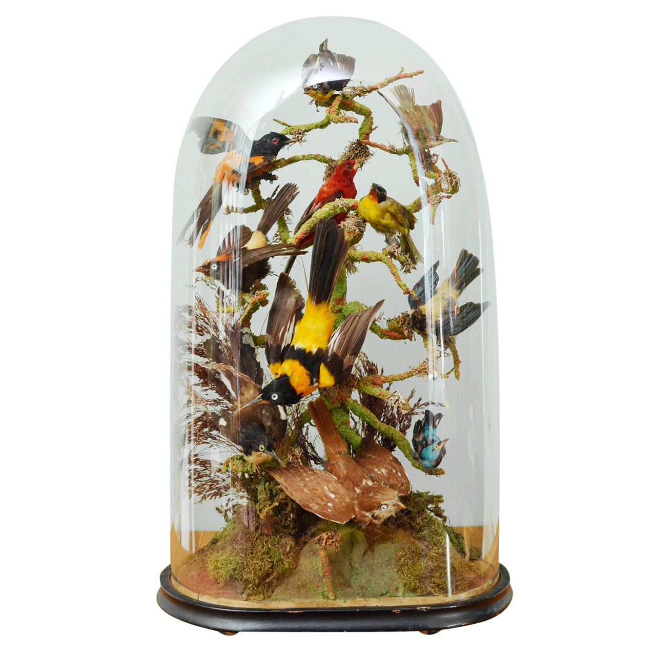 Cased Exotic Birds