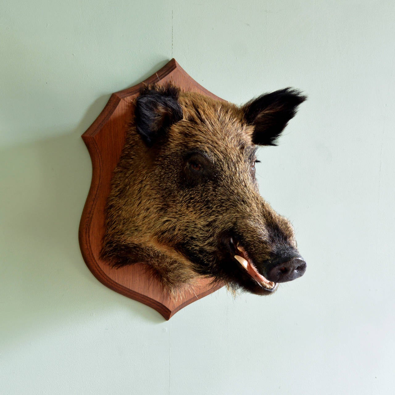 taxidermy boar head