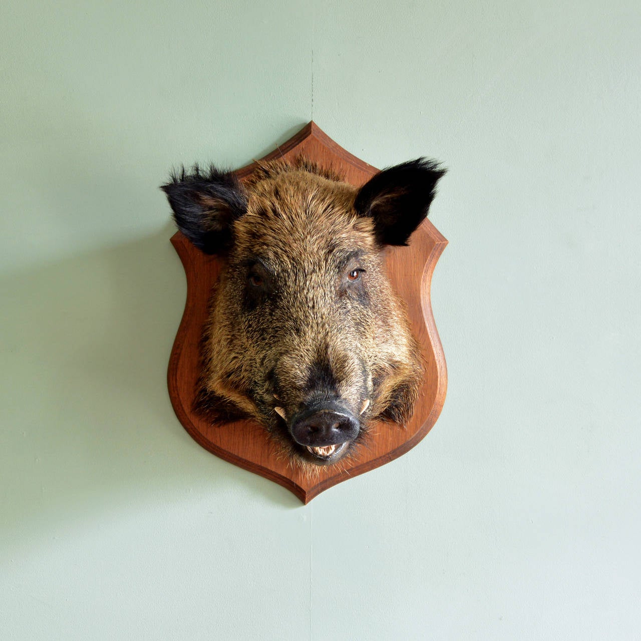 A French taxidermy Boar's head trophy, mid twentieth century.

Available to view at Brunswick House, London.

Height 56cm, width 39cm, depth 50cm.