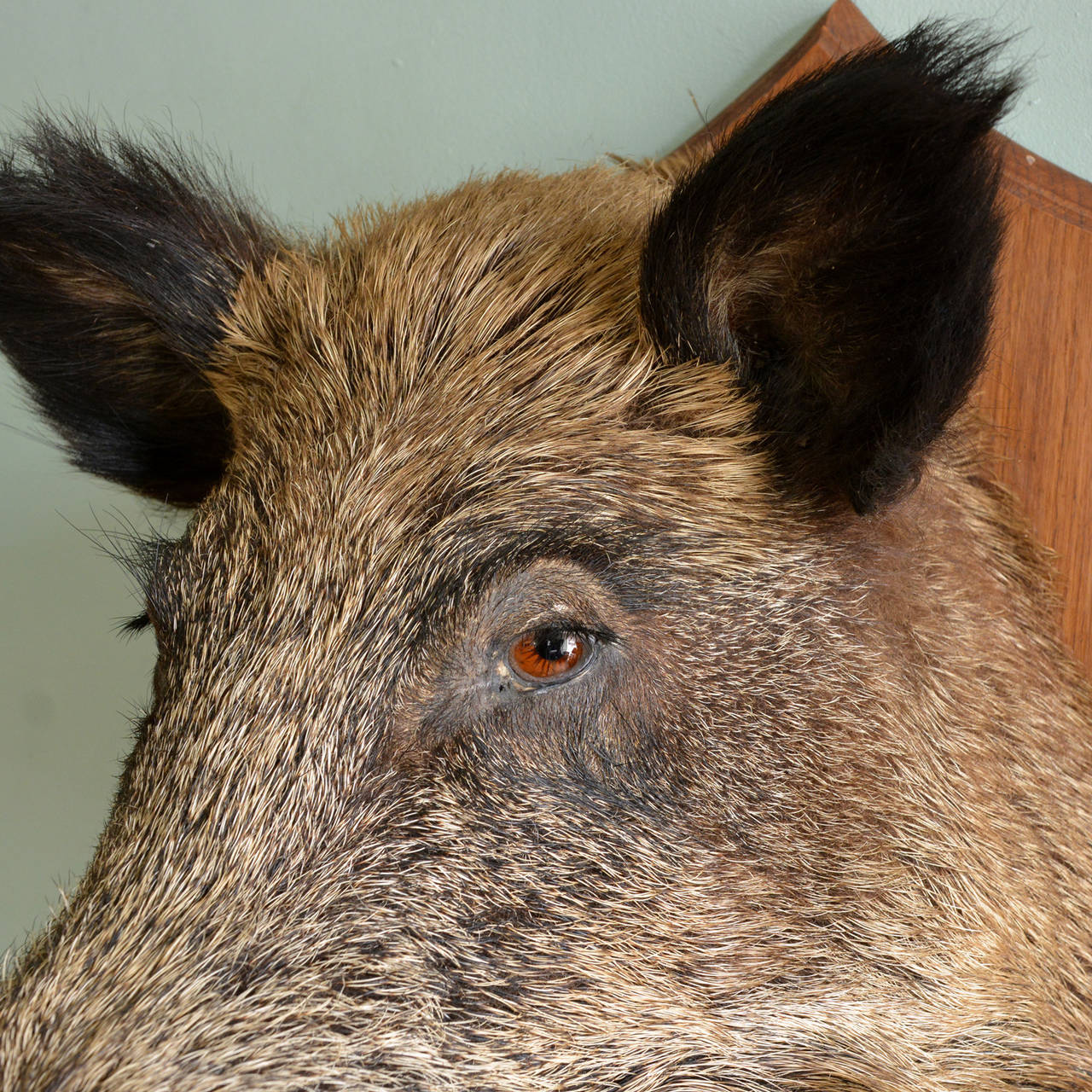 boar head taxidermy