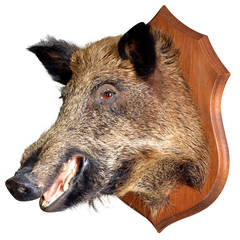 Taxidermy Boar's Head