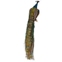 Taxidermy Indian Peacock