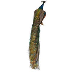 Taxidermia Pavo real indio