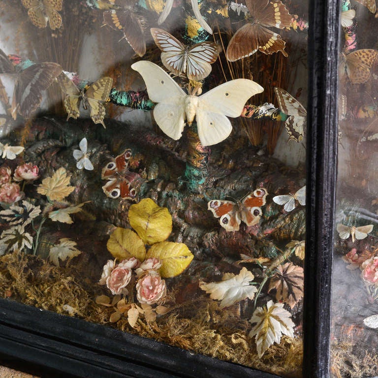 Britannique Collection de papillons victoriens