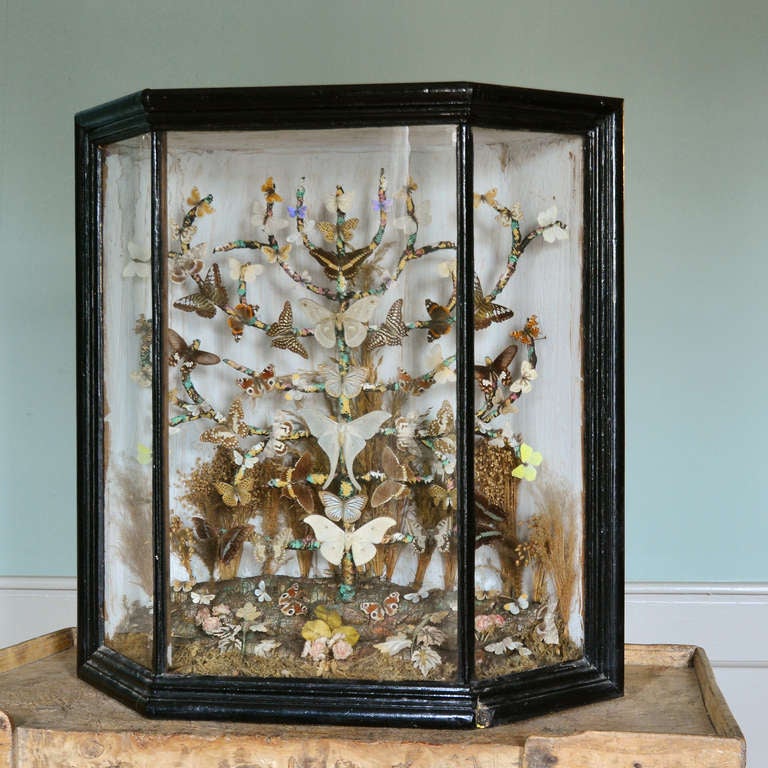 Collection de papillons montée de style victorien:: dans une vitrine ébénisée. 

Disponible pour voir à LASSCO Brunswick House