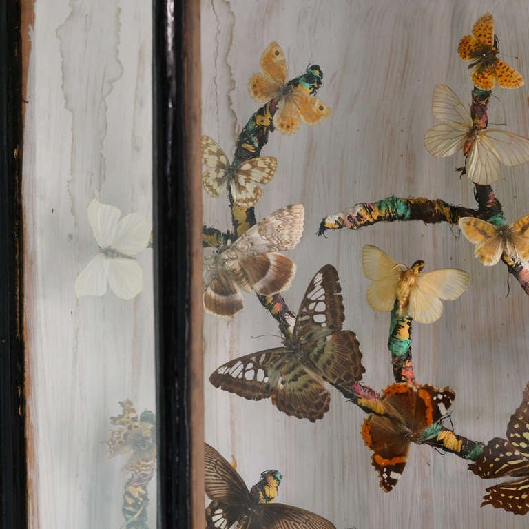 Collection de papillons victoriens 1