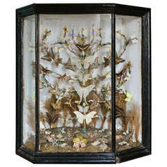 Antique Victorian Butterfly Collection