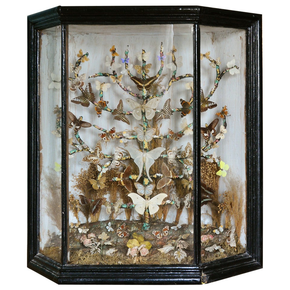 Collection de papillons victoriens