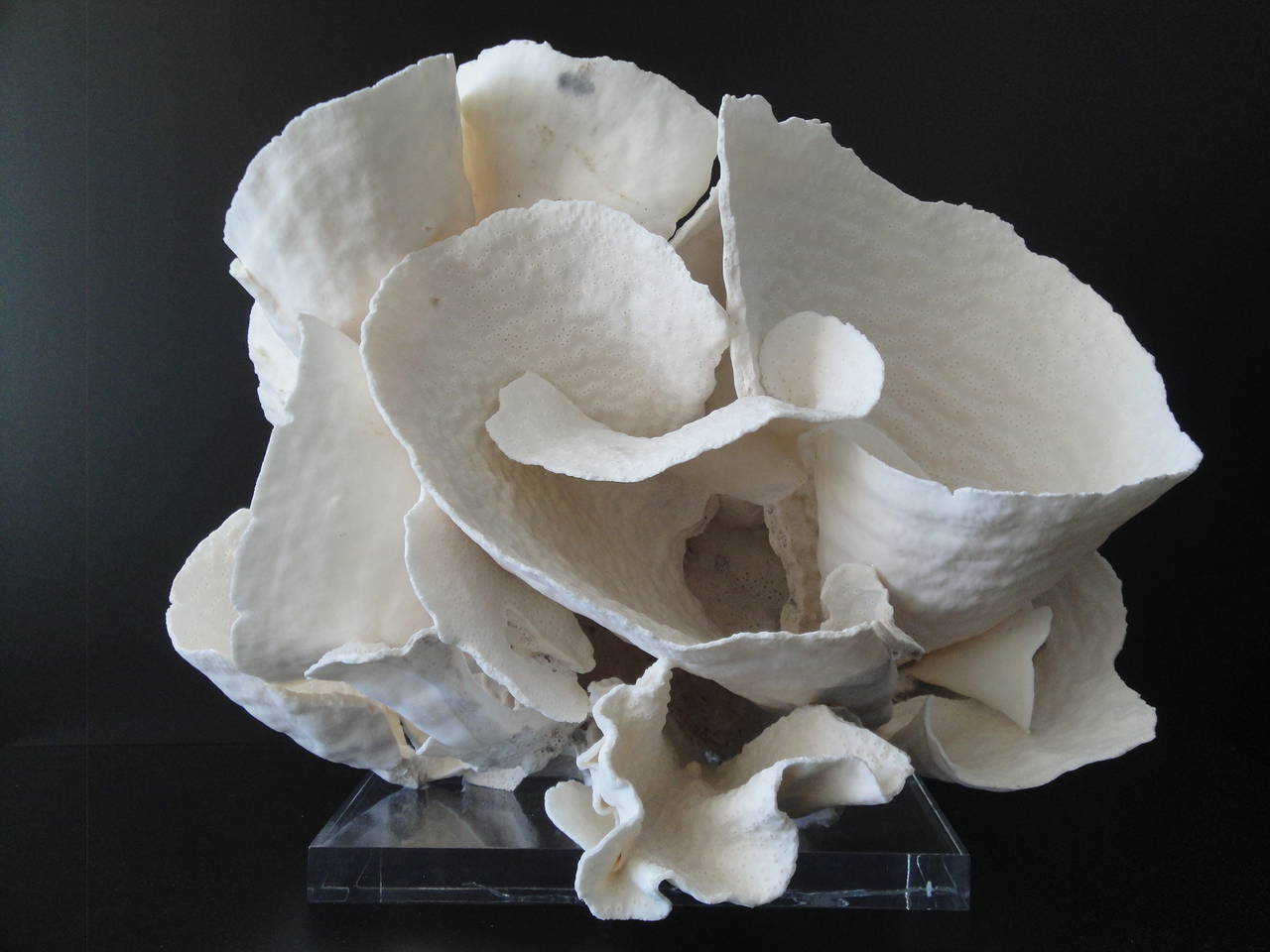 Espécimen decorativo de coral sobre base de lucita Desconocido en venta