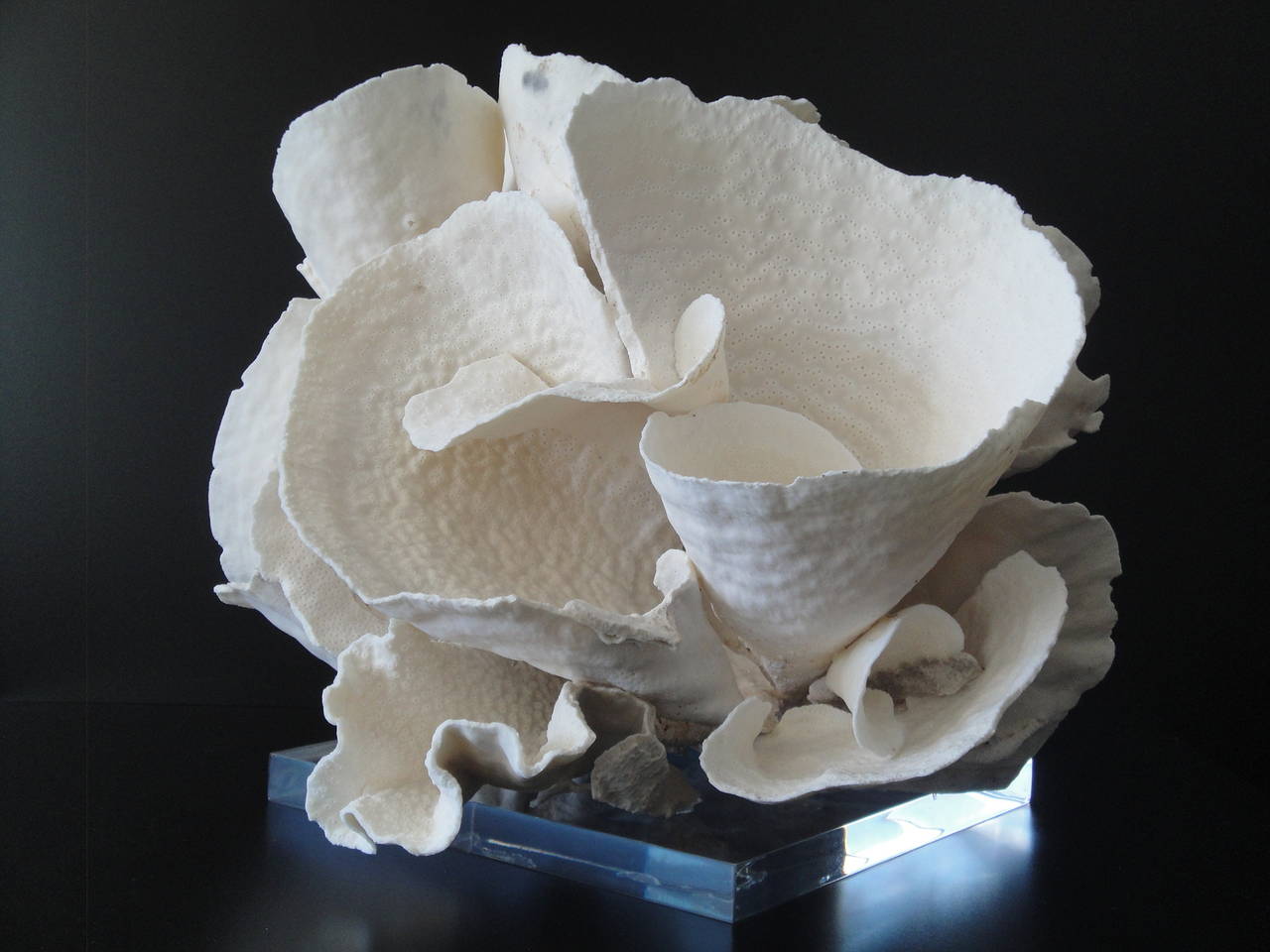 Decorative Coral Specimen on Lucite Base In Good Condition For Sale In North Hollywood, CA