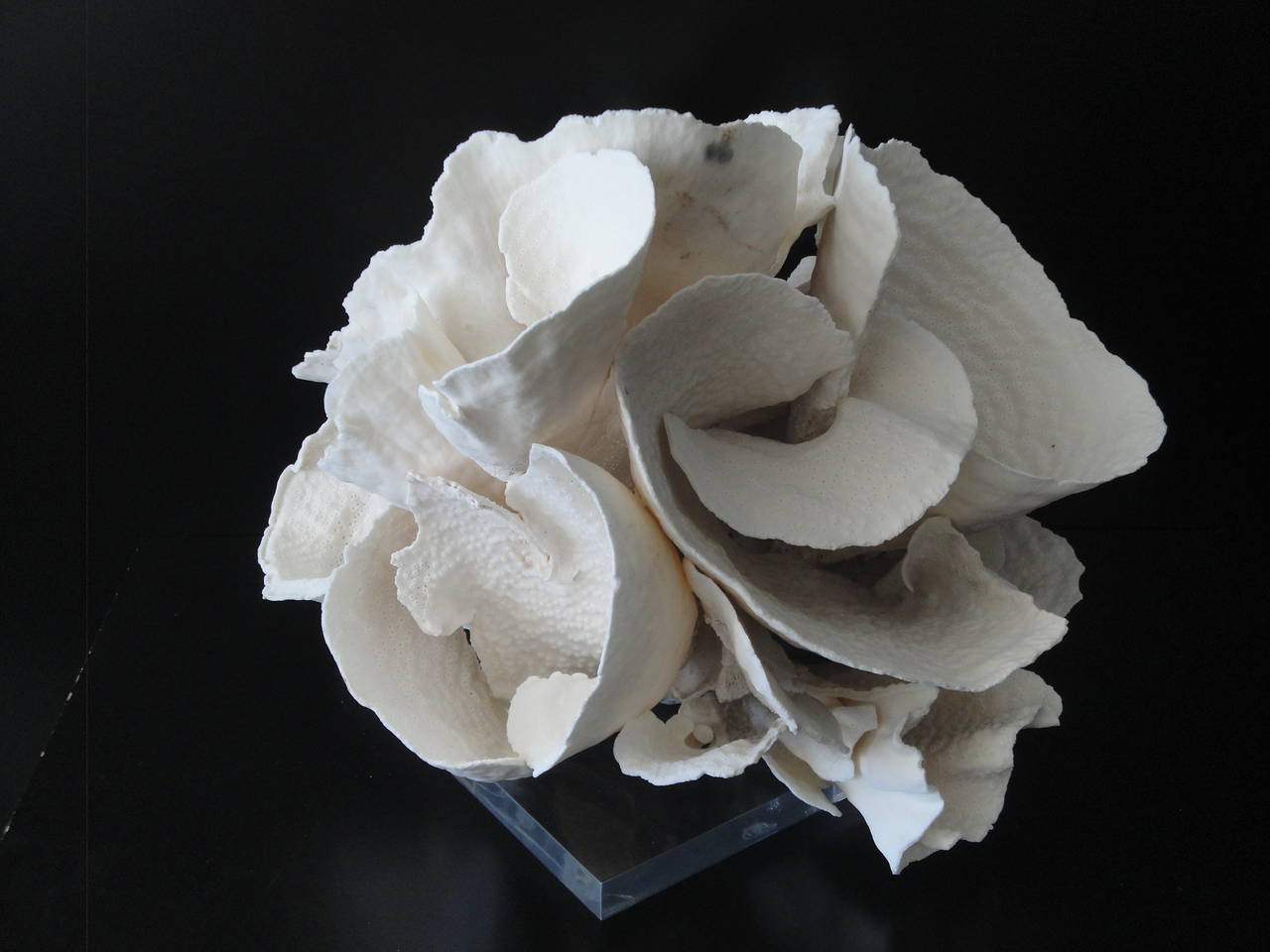 Espécimen decorativo de coral sobre base de lucita Siglo XXI y contemporáneo en venta