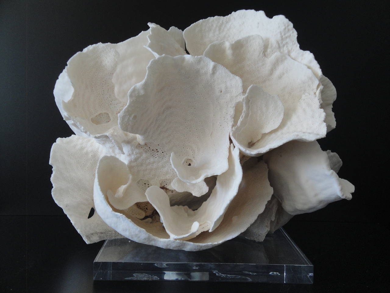 Espécimen decorativo de coral sobre base de lucita Coral en venta