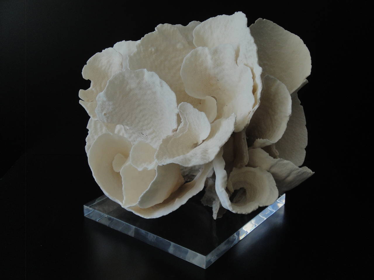 Espécimen decorativo de coral sobre base de lucita en venta 1